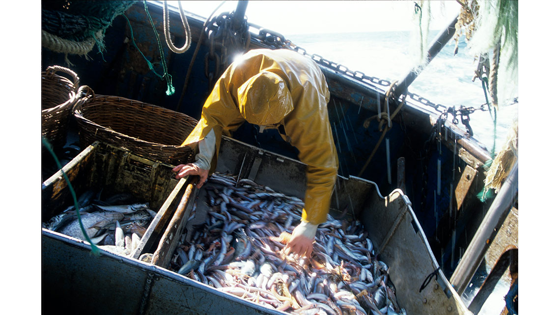 Pêcheur de langoustines du Guilvinec effectuant le tri de la pêche sur le bâteau en mer ; © Richard Nourry